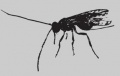 Thumbnail for version as of 22:08, 12 February 2009