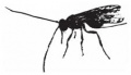 Thumbnail for version as of 01:49, 8 March 2009